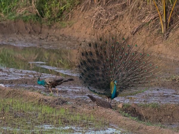 <h3><a href="/trips/srilanka/biota/animalia/chordata/aves/006 galliformes/005 phasianidae/pavo cristatus/pavo cristatus-nl.html">Pavo&nbsp;cristatus</a> / Indian&nbsp;peafowl / Blauwe&nbsp;pauw</h3>NIKON D500 met AF-S Nikkor 300mm f/2.8G IF-ED VR II, 1/2500 sec  bij F3.2, ISO 400, afstand 44.6&nbsp;m